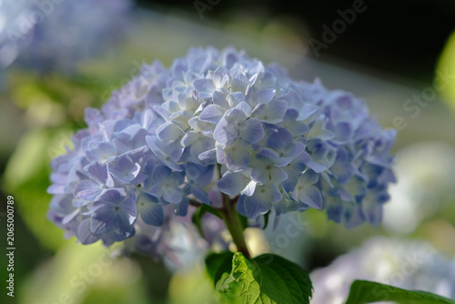 Tableau sur toile Hydrangea’s delicate lavender petals spotlighted by early evening sunlight shining diagonally across a cluster of florets in full bloom