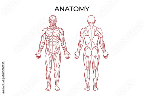Human Muscular System Anatomy Diagram Front and Back View