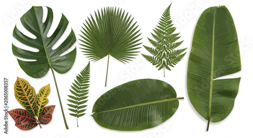 Variety of green tropical leaves isolated on white backdrop copy space