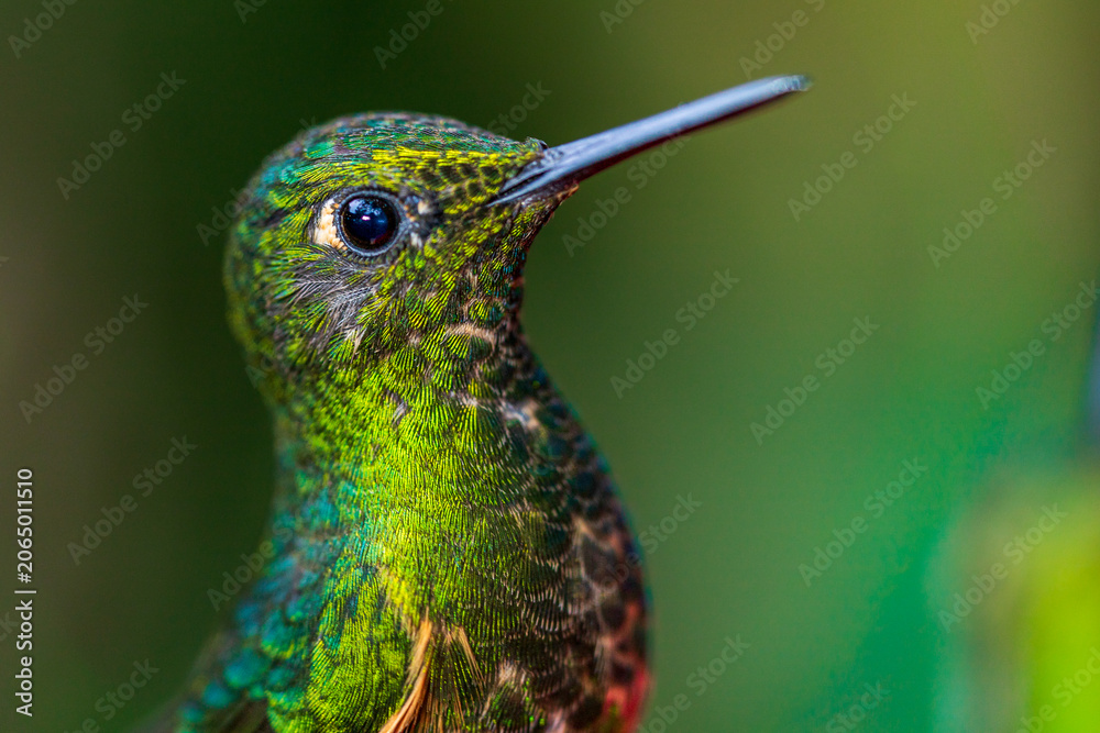 Obraz premium Close up portrait of wild hummingbird in Ecuador cloud forest