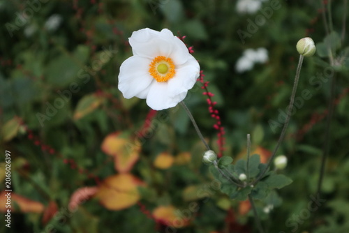 Fotografía Zoomed in single white flower in garden