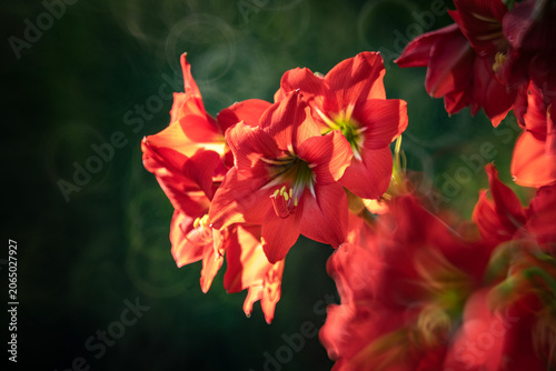 Photos Barbados lily (Hippeastrum puniceum) is a bulbous perennial native to tropical regions of South America although it has become naturalized elsewhere
