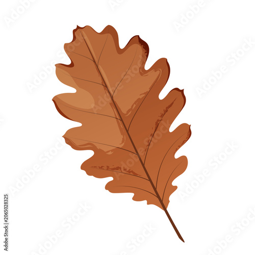 Autumn dry oak leaf on a white background. Vector illustration.
