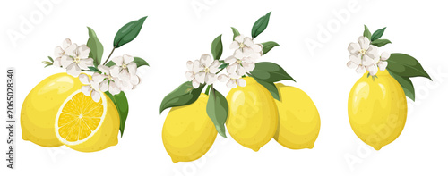 Set of lemons with flowers on a white background. Vector illustration.
