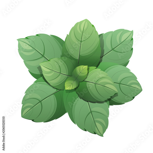 Mint leaves on a white background. Herbs. Vector illustration.
