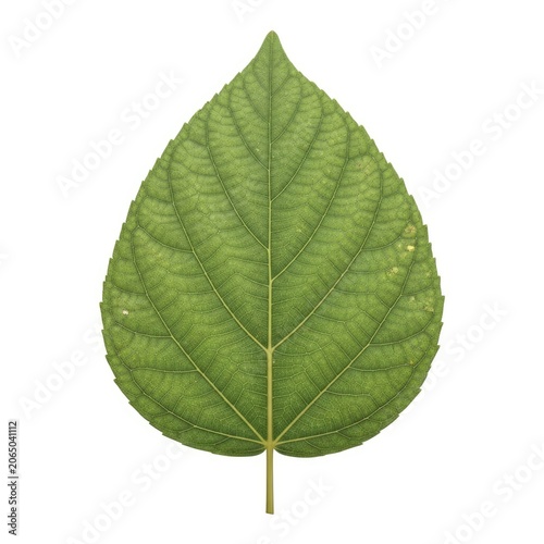 Vibrant Green Leaf with Prominent Veins Isolated on White Background.