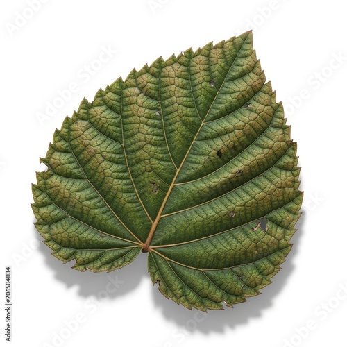 Single Green Leaf with Textured Surface and Prominent Veins on White Background.
