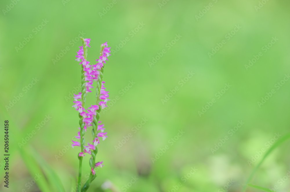 Fototapeta premium Japanese Lady's Tresses on Soft Green Background