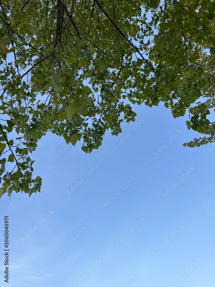 Fototapeta premium green leaves and sky