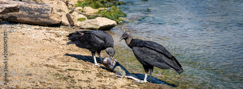 Schilderij op canvas Black vulture scavenging at the shoreline