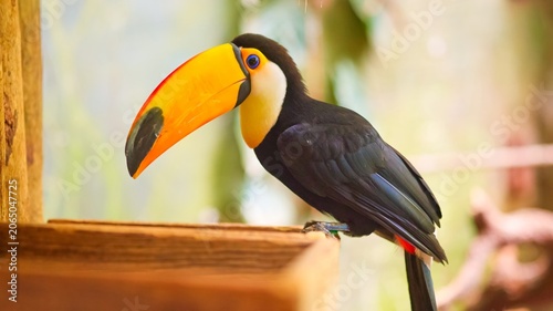 Fotografija Toco Toucan sitting observing tropical bird wildlife
