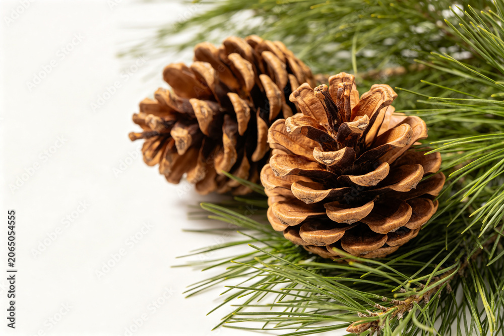 Fototapeta premium Autumn Pine Cones and Pine Needles Natural Composition Background