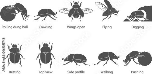 Photos Dung beetle silhouettes with text labels describing rolling digging and crawling