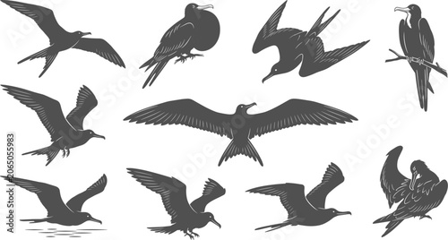 Photos Frigatebird seabird silhouettes set displaying soaring and perched positions on