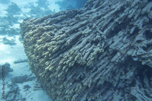 Dead coral reef  because of global warming, Red Sea, Egypt. Reef on bottom of tropical sea on great depth, underwater lanscape