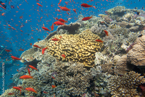Tropical coral reef garden, marine life with colorful corals and fish Anthias in clear blue water, beauty of underwater world