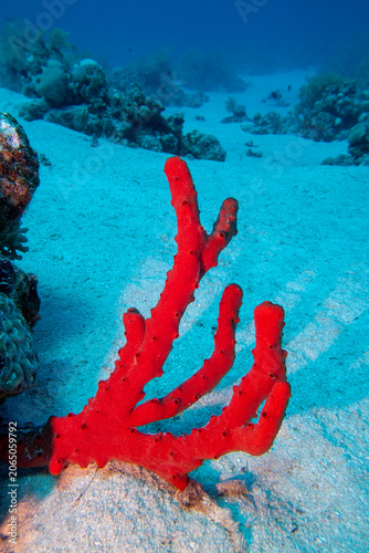 Toxic red finger sponge at sandy bottom of tropical sea, coral reef garden, underwater landscape