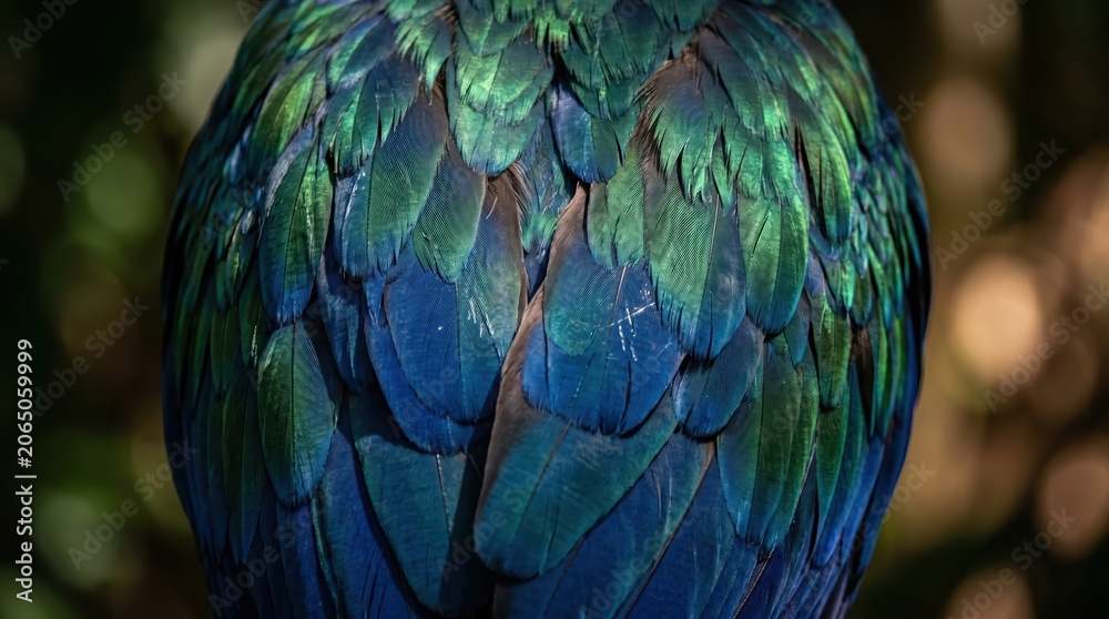Obraz premium Close up of peacock feather plumage showing layered iridescent blue and green details on bird back in natural outdoor wildlife setting