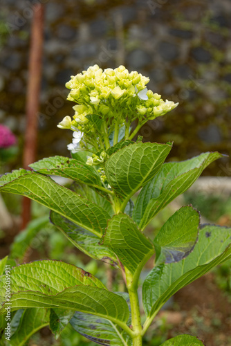 Hydrangea flowers in the garden with a vertical camera shoot for social media elements