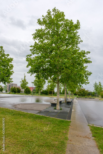 Platanus hispanica gepflanzt in einem Baumquartier