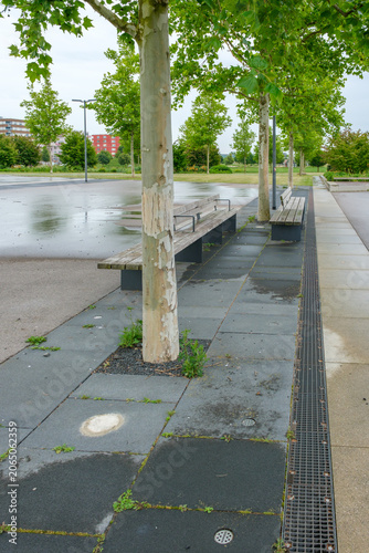 Platanus hispanica Baumquartier Detail