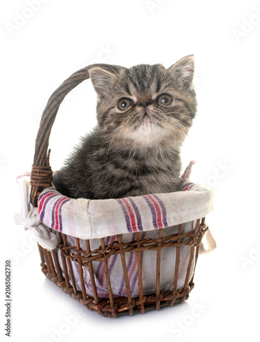 Foto exotic shorthair kitten in studio