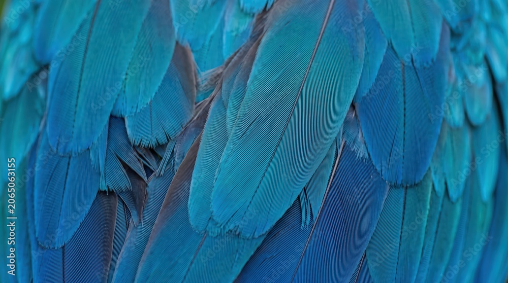 Obraz premium Close up blue avian feather plumage showing layered fine texture and overlapping vane structure in cool turquoise and cyan tones, detailed abstract nature background