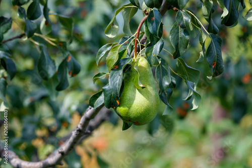 Tableau sur toile Close-up of unripe pear on tree branch with dewy leaves