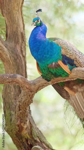 Beautiful male peacock bird perching on a tree branch