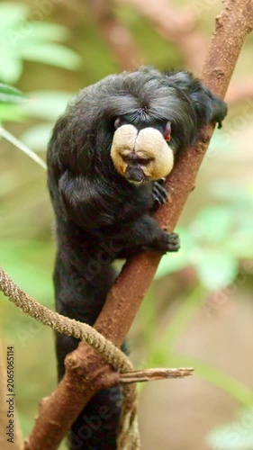 Curious white faced saki monkey climbing a tree branch