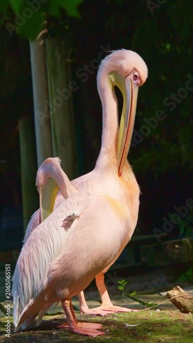 Pink great white pelican preening its feathers in the sun