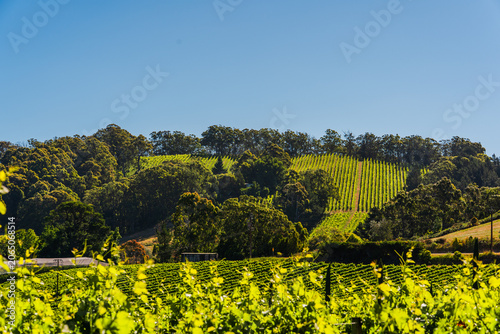 South Australian Vineyard