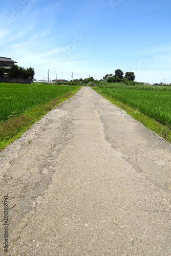 初夏の青田の中の補修跡のある農道風景