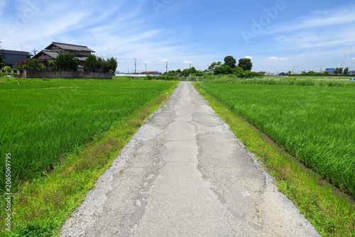 初夏の青田の中の補修跡のある農道風景