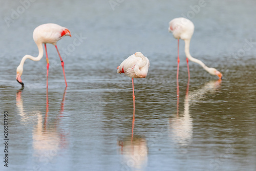 Greater flamingos (Phoenicopterus roseus) feeding in the shallow water of a lagoon in the Camargue, France.