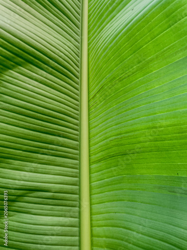 Vertical close up top down macro shot of a vibrant green banana leaf showing detailed symmetric vein texture pattern under bright sunlight