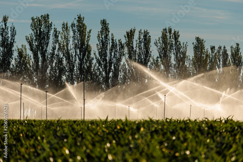 Foto Landscape with cornfield, sprinkler irrigation system and poplar trees