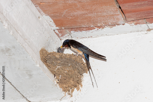 Hirundo rustica. Common Swallow putting food into the beak of one of its chicks.