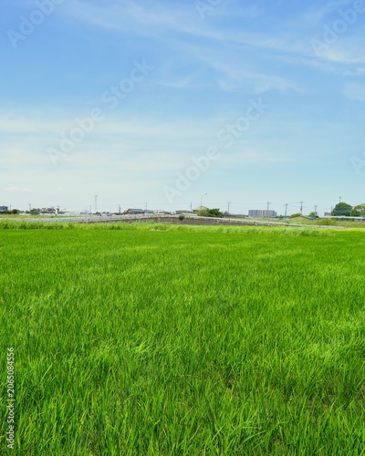 初夏の風に吹かれる朝の首都圏近郊の青田風景