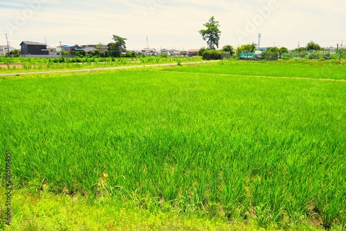 初夏の風に吹かれる朝の首都圏近郊の青田風景