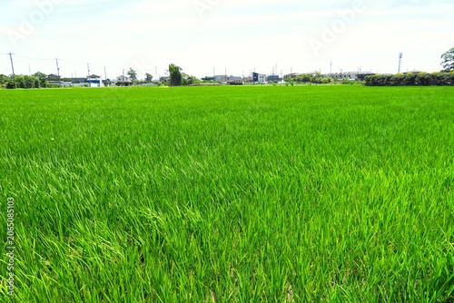 初夏の風に吹かれる朝の首都圏近郊の青田風景