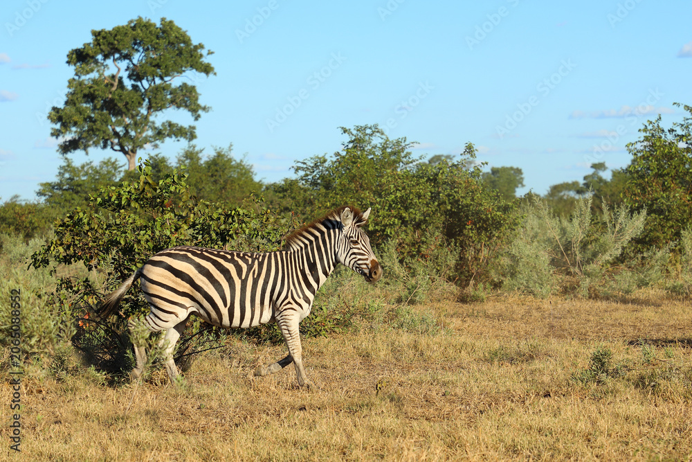 Fototapeta premium Steppenzebra / Burchell's zebra / Equus quagga burchellii
