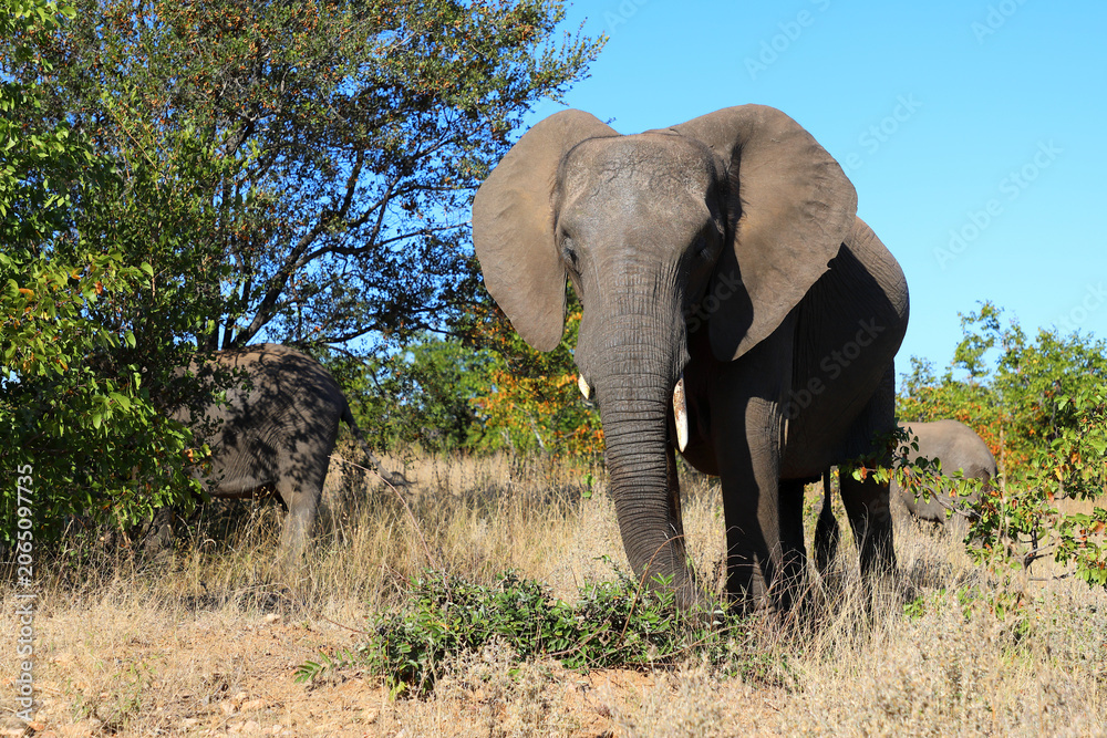 Fototapeta premium Afrikanischer Elefant / African elephant / Loxodonta africana