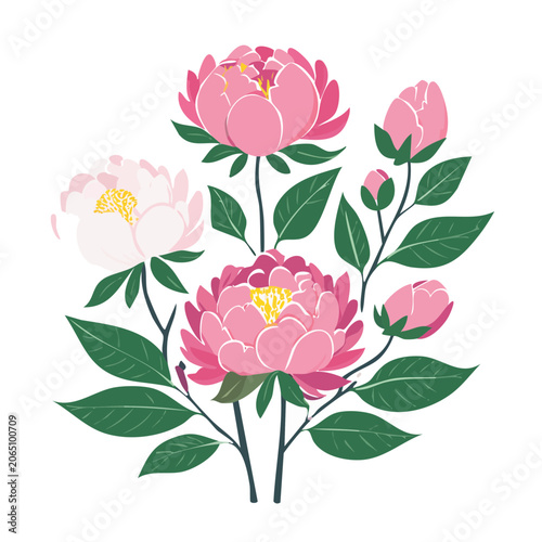 Pink peony flowers and buds illustration