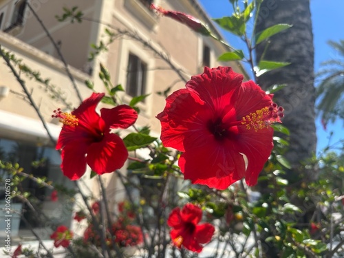 flowers in the city