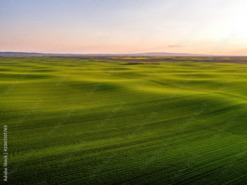 Obraz premium Lush green rolling hills of wheat during sunset