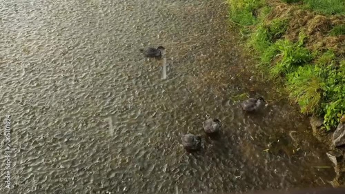 A flock of ducks swims along the shore of a lake in heavy rain. Torrential rain on the lake where the ducks live.