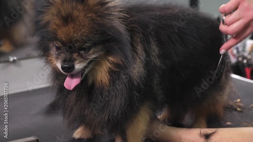 A veterinary clinic professional is cutting the hair of a Pomeranian with a pair of scissors. The groomer. Pet grooming salon.