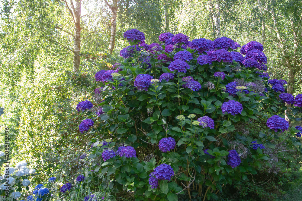 Naklejka premium Large purple blue hydrangea shrub in a sunlit woodland garden