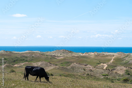 Black horse eats grass near coastal cliffs